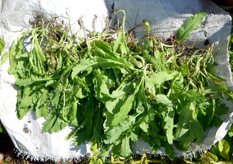 Забайкальцу за выращивание мака грозит до 8 лет лишения свободы