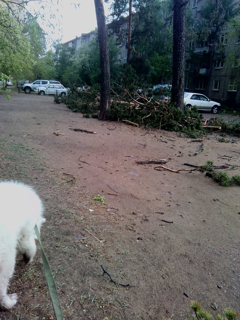 Штормовой ветер вырвал деревья в мкр Северный в Чите