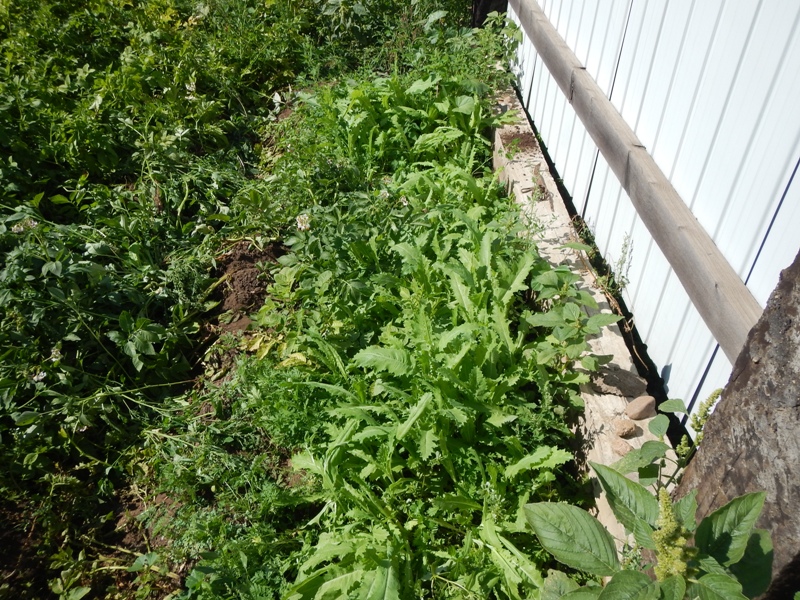 Забайкальцу за выращивание мака грозит до 8 лет лишения свободы