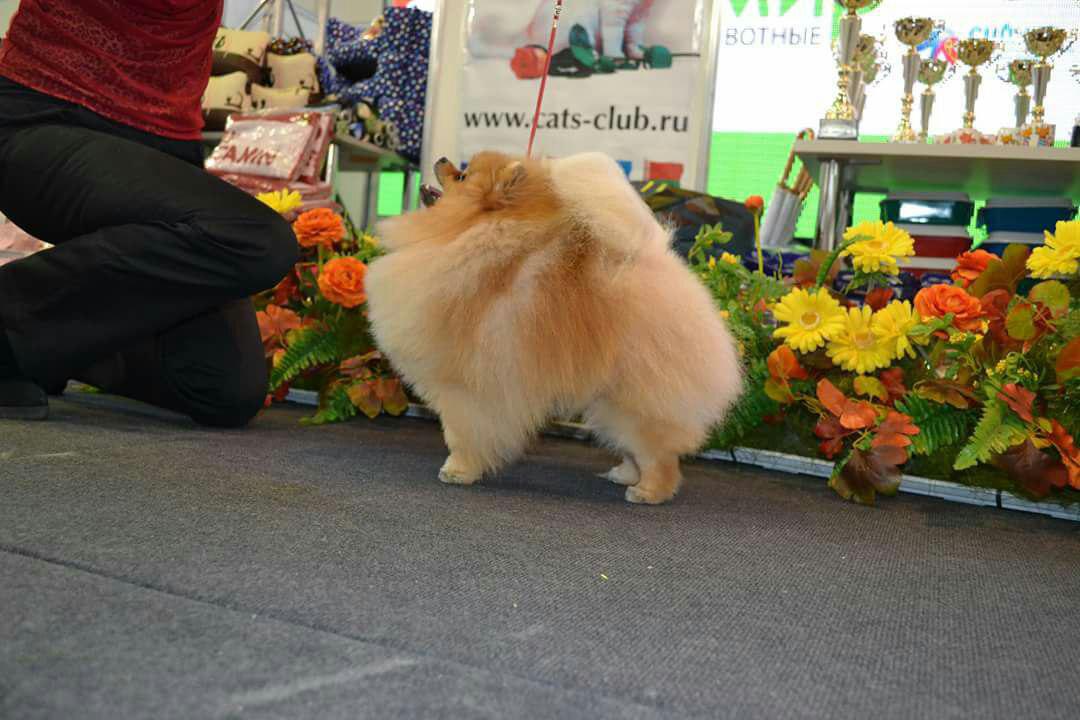 Четвероногая гордость Забайкалья