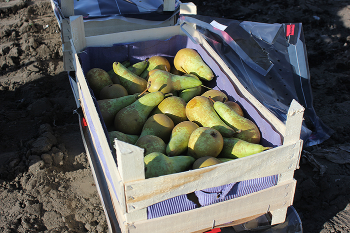 Более 28 тонн «санкционки» уничтожили в Забайкалье за 3,5 года