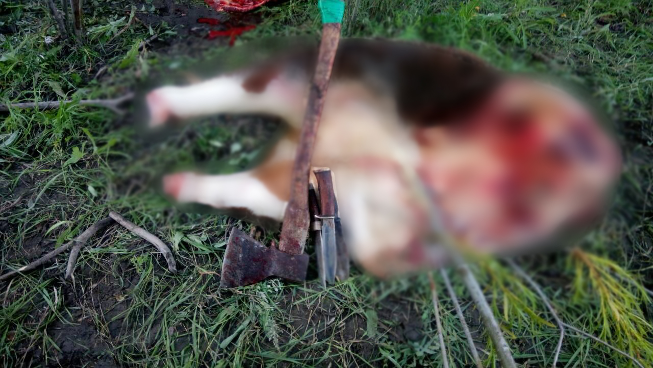 Группу скотокрадов задержала полиция в Агинском