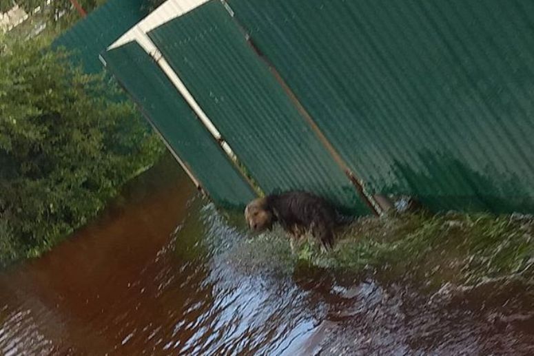 Волонтёры спасли 6 собак и 2 кошек с затопленных дач в Чите