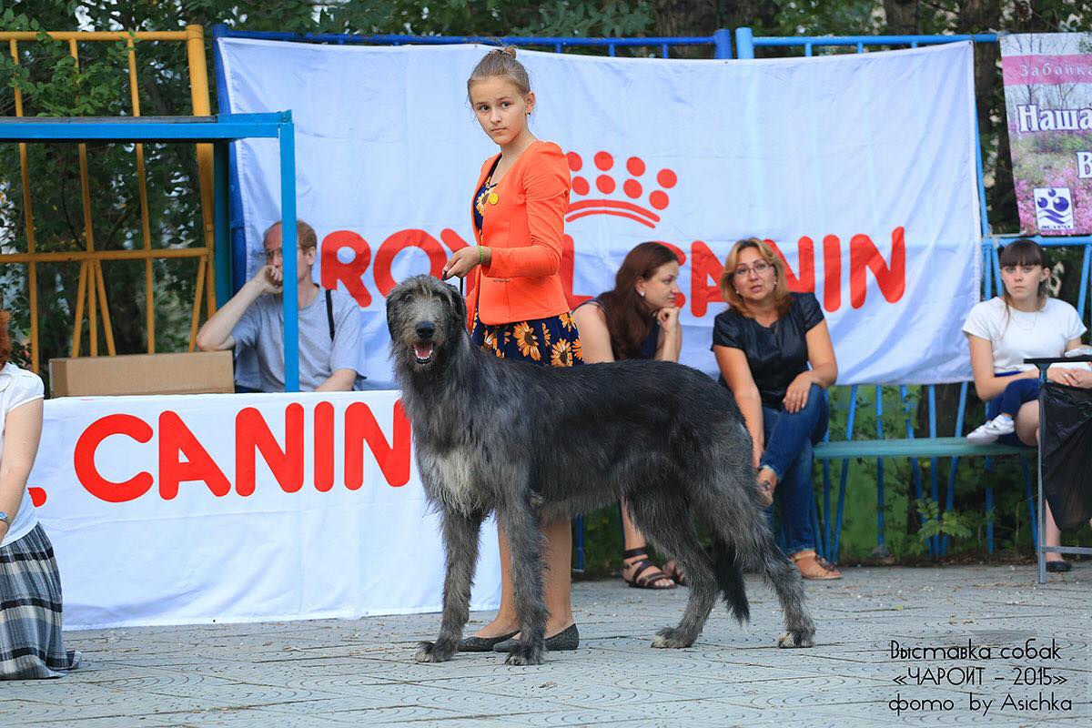 Четвероногая гордость Забайкалья