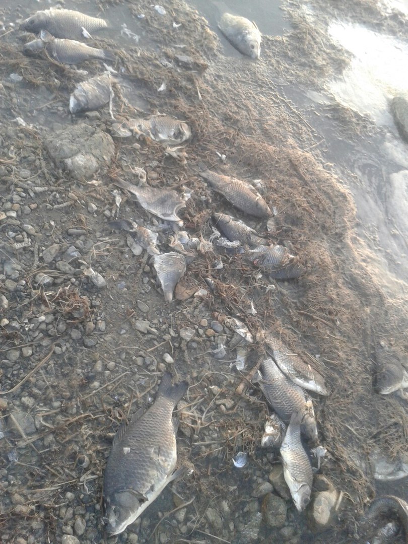 Массовая гибель рыбы происходит на озёрах в Забайкалье