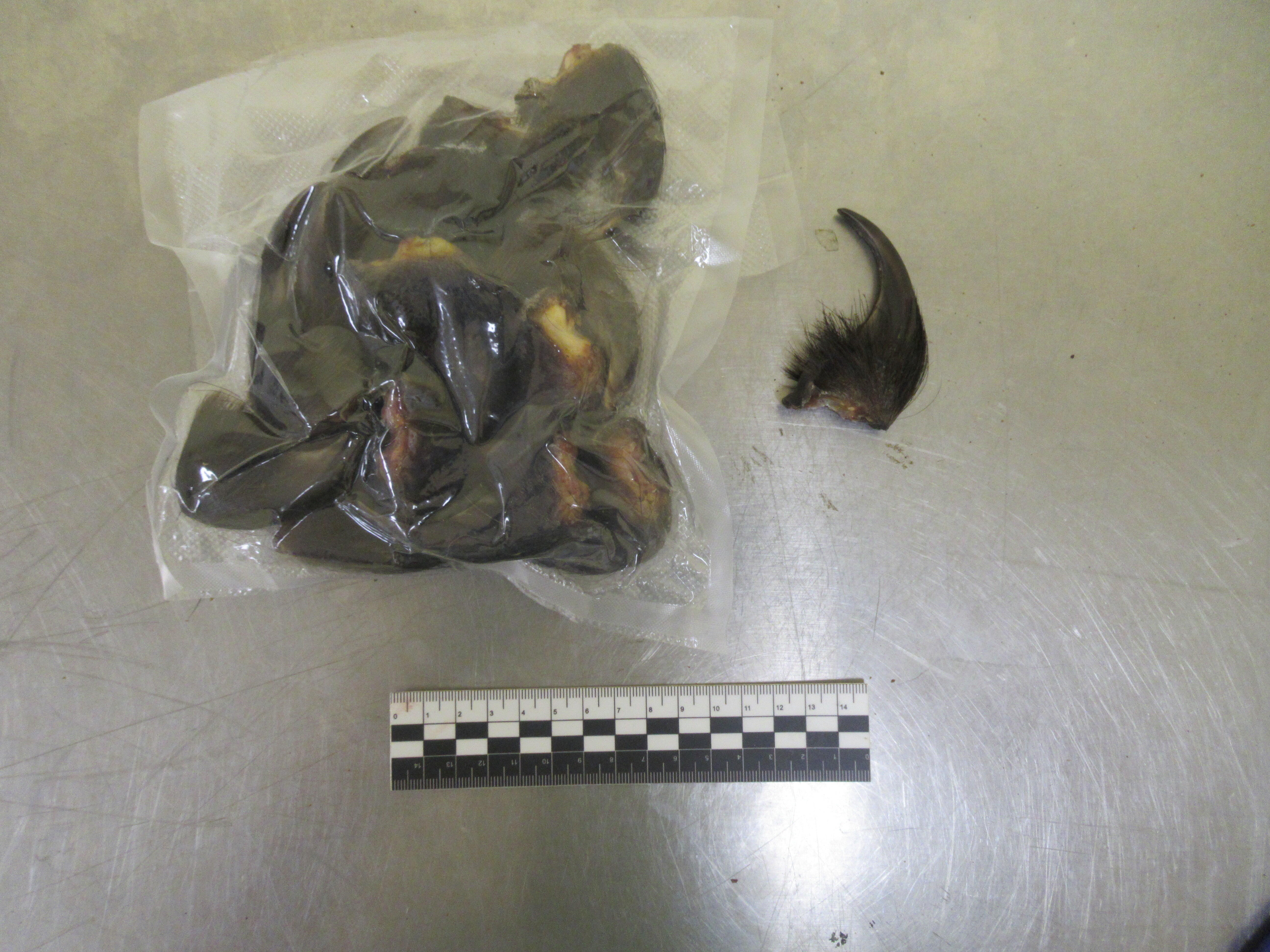 Таможенники нашли у иностранца 13 когтей бурого медведя