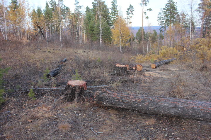Два «черных» лесоруба спилили 41 дерево на 165 тыс руб в Забайкалье
