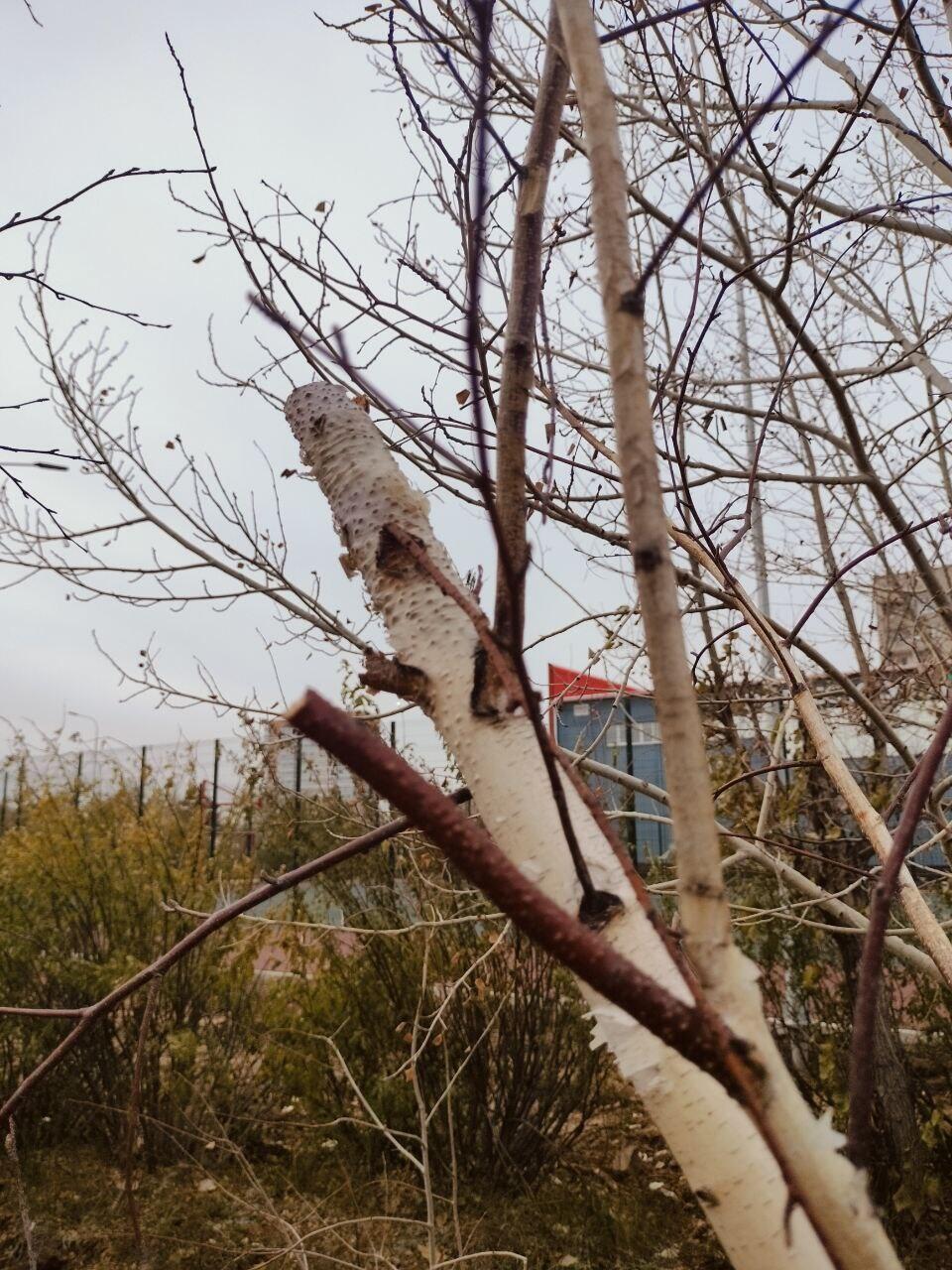 Читинцы высказали свое мнение о благоустроенном парке МЖК