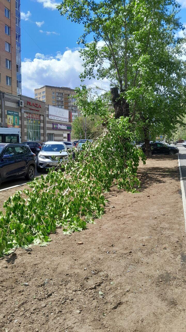 Очевидцы: После обрезки деревья в Чите начали ломаться пополам