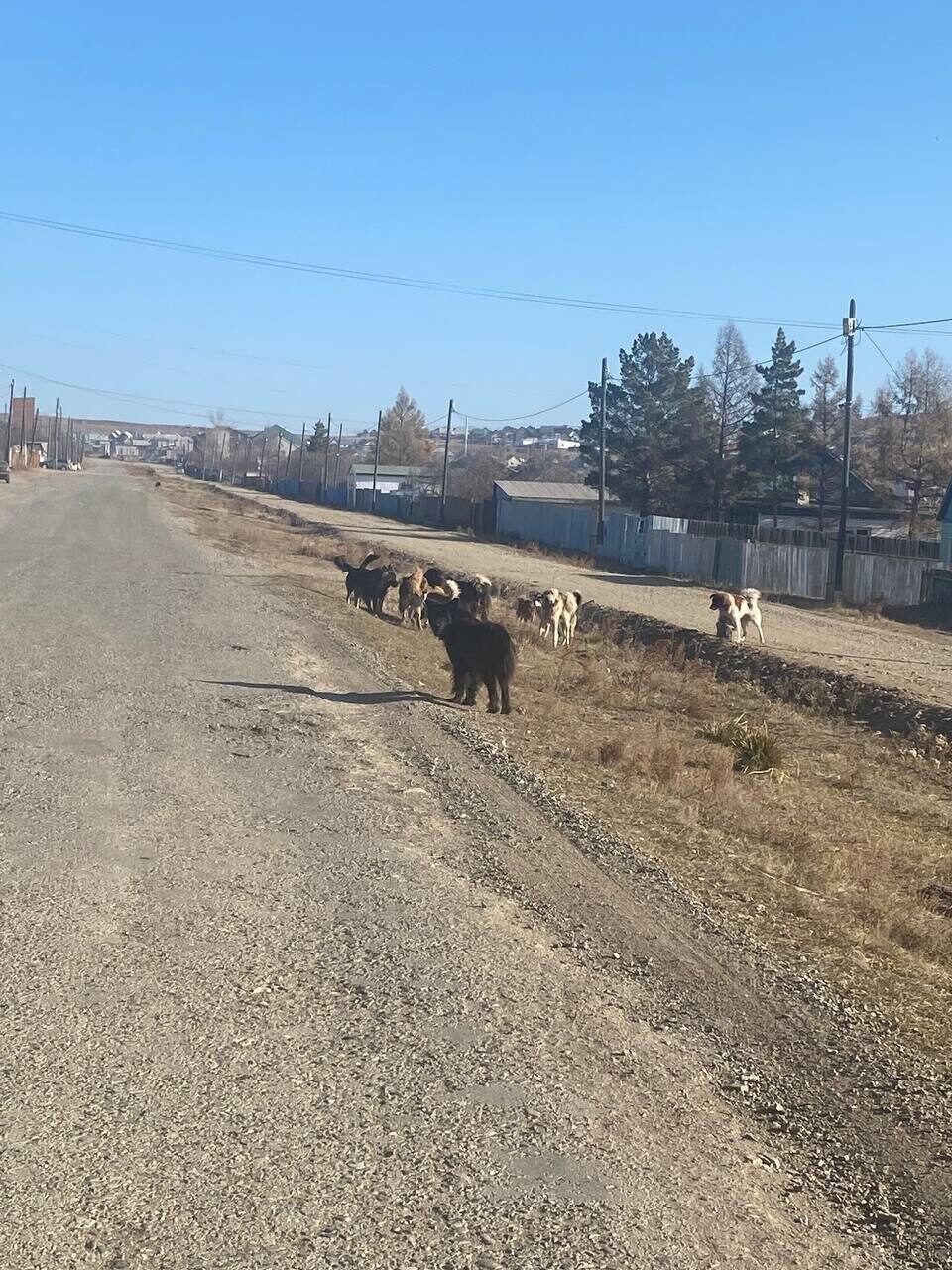 Улицы поселка Могойтуй заполонили бездомные собаки