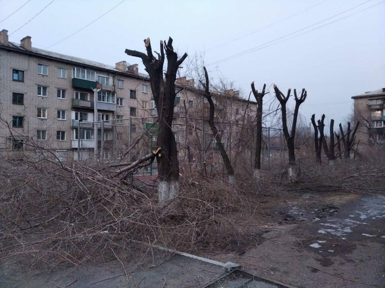 Жители Читы: В городе продолжают уродовать деревья