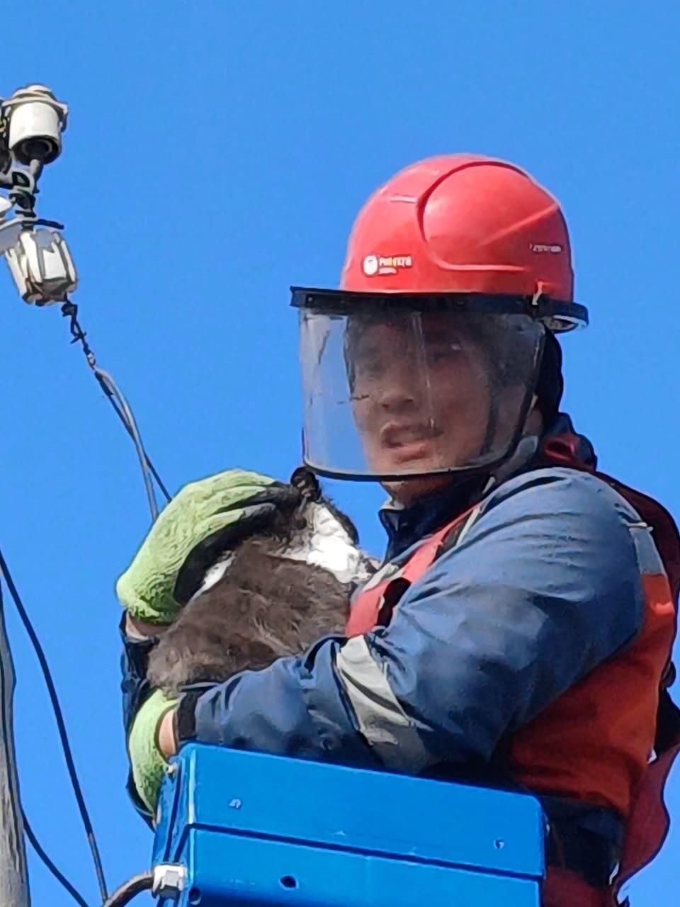 В Забайкалье энергетики спасли застрявшего на столбе кота