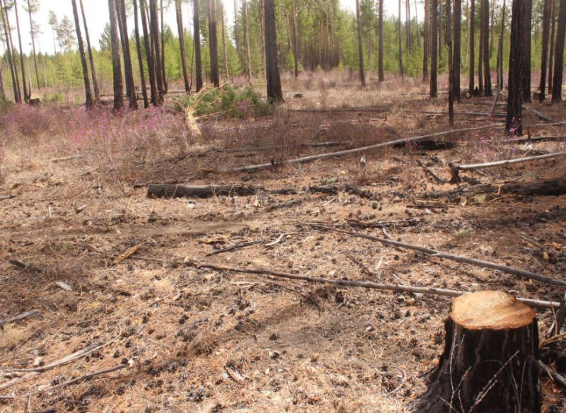 Полиция задержала «черных лесорубов», неоднократно спиливавших лес в Забайкалье