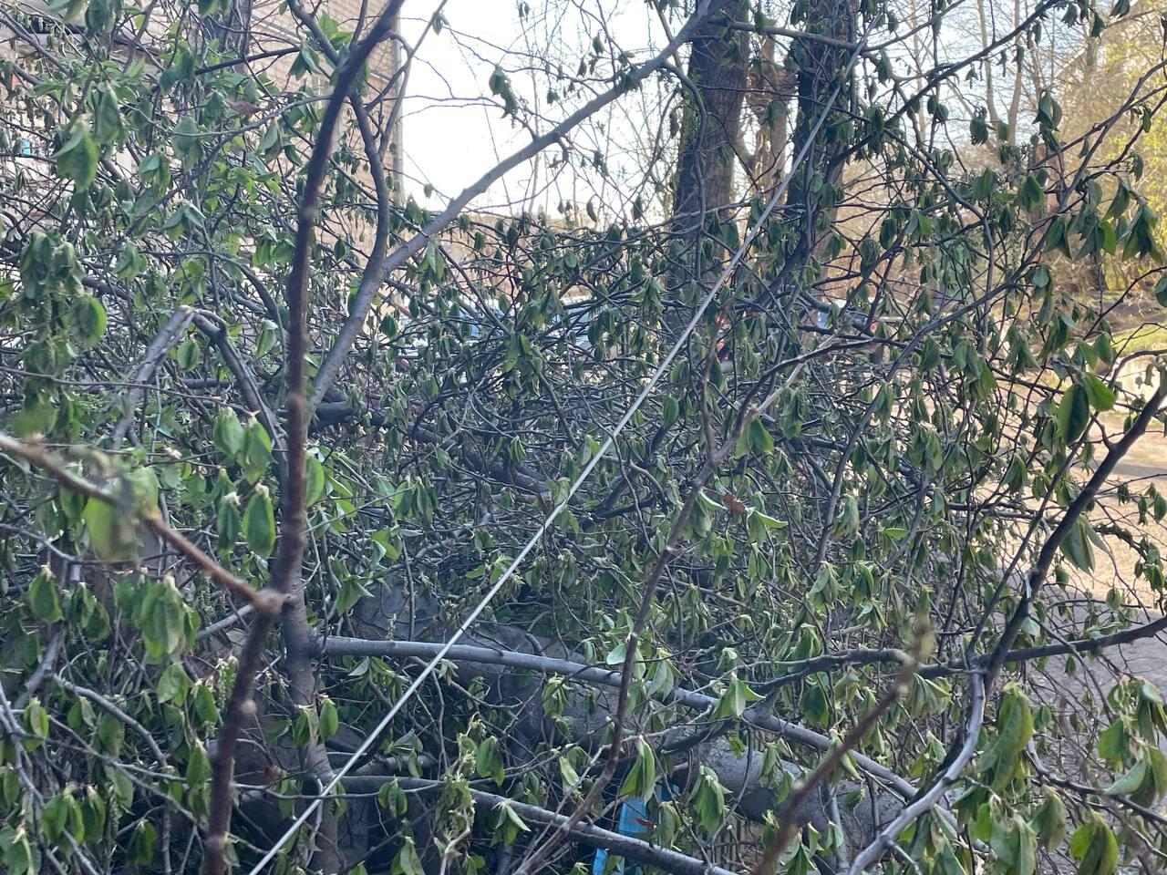 Провода повредили при обрезке деревьев в одном из дворов Читы