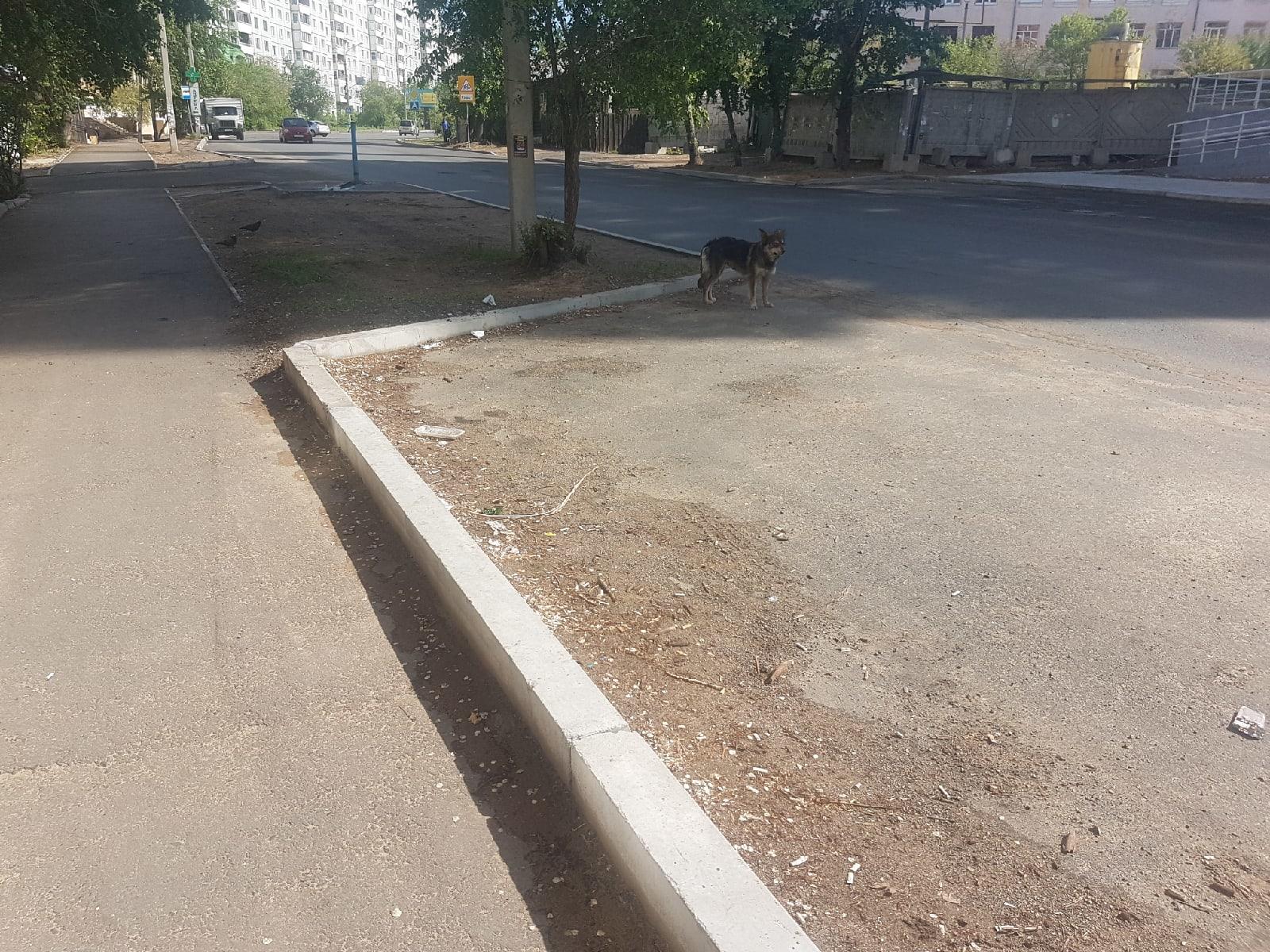 Стаи бродячих собак бегают по Шилова и Новобульварной в Чите