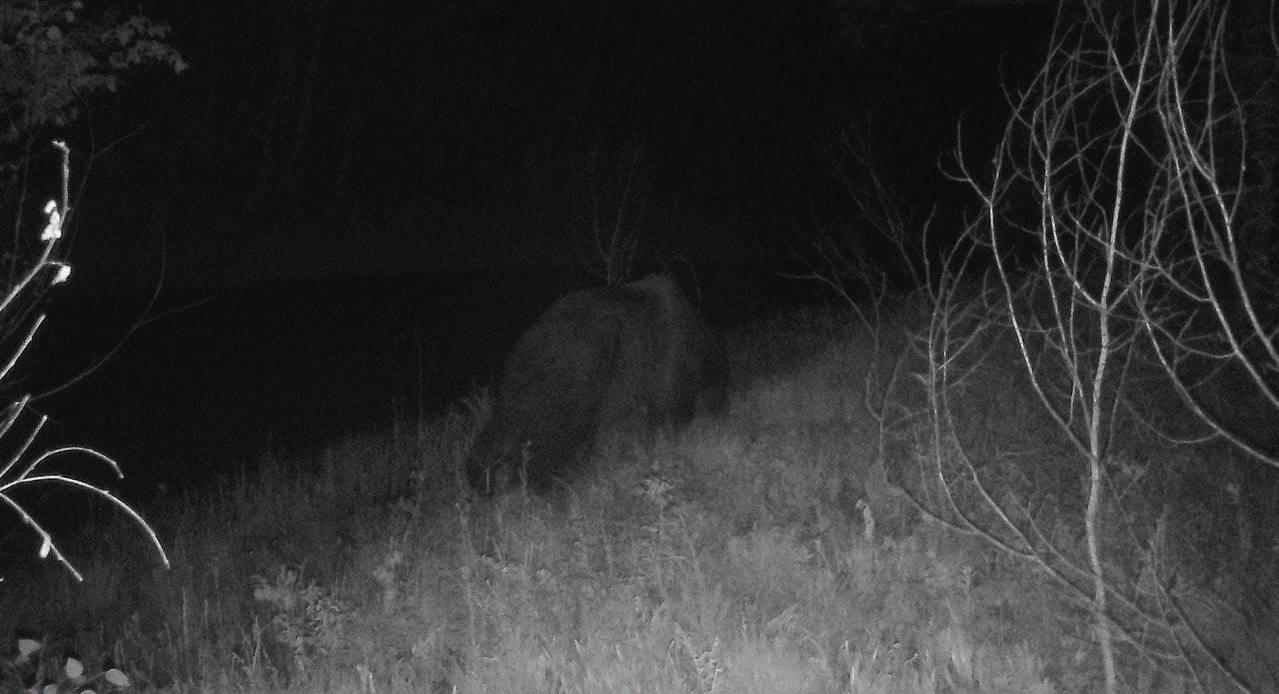 Медведь и косуля попали в объектив фотоловушки