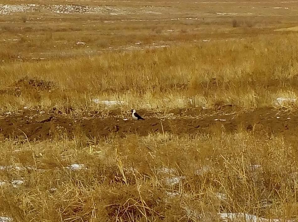 Даурские галки первыми из перелетных птиц начали возвращаться в Забайкалье