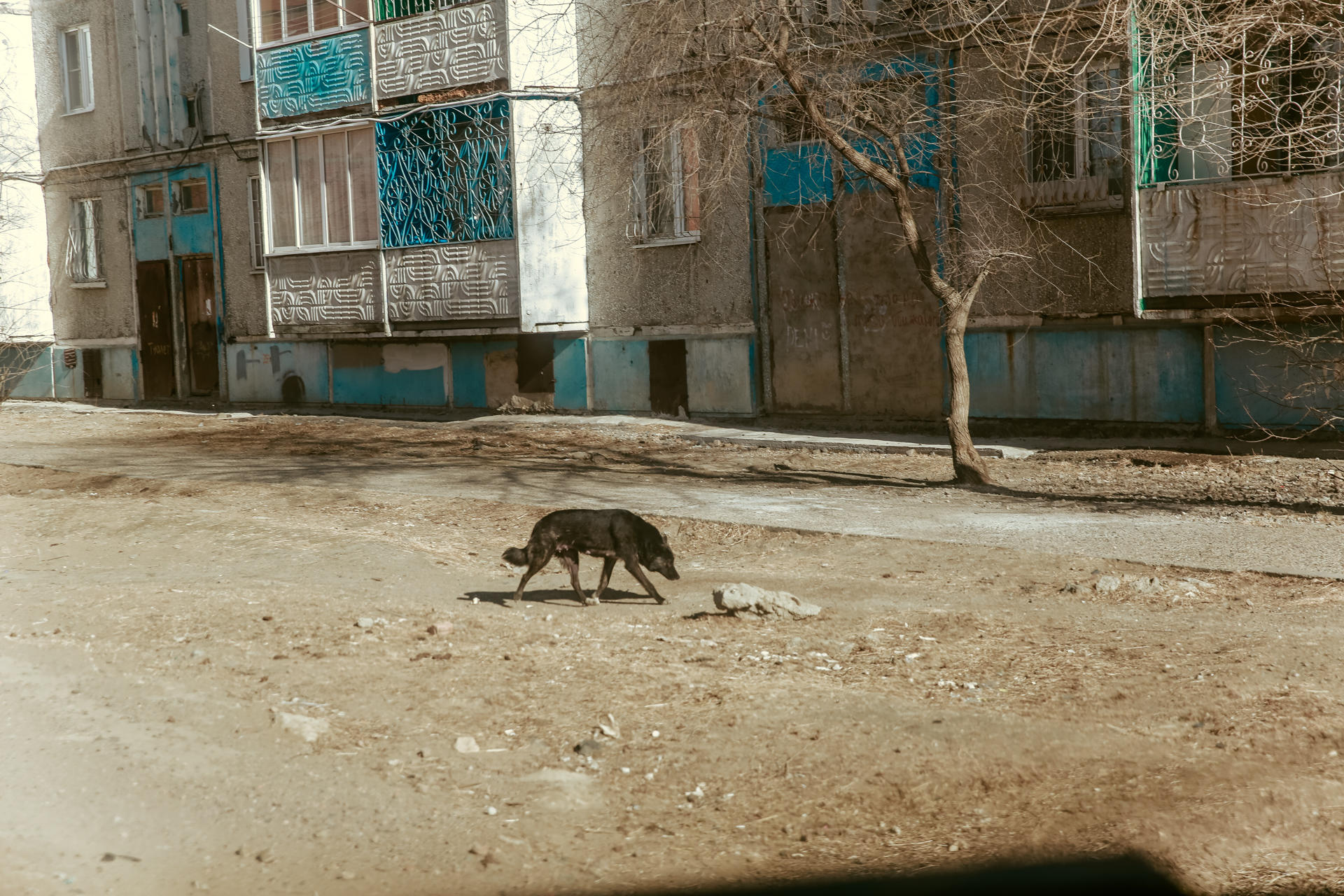 Бродячие собаки на улицах Читы – ZAB.RU проверил, насколько опасна ситуация в разных районах города