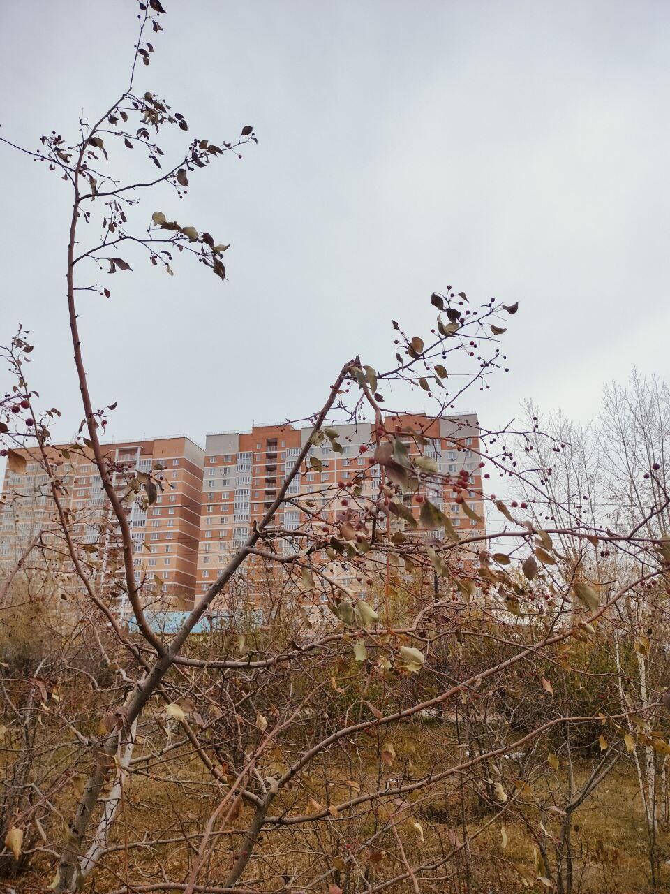 Читинцы высказали свое мнение о благоустроенном парке МЖК