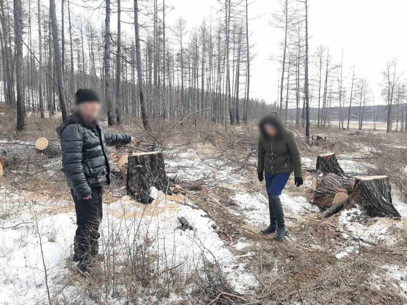 Полицейские в Бурятии задержали забайкальских вальщиков за рубку леса на сумму более 1 млн руб