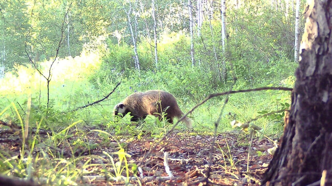 Звериный хит-парад запечатлела фотоловушка в Нерчинском лесу