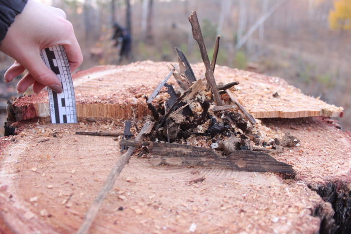 Два «черных» лесоруба спилили 41 дерево на 165 тыс руб в Забайкалье