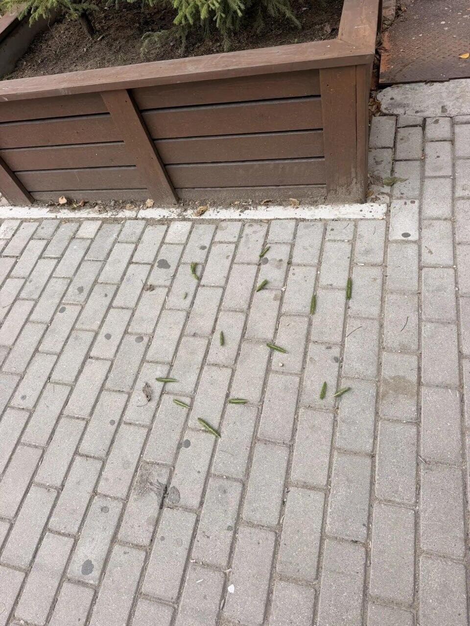 Вандалы-подростки повредили ели возле новой аптеки на Лермонтова