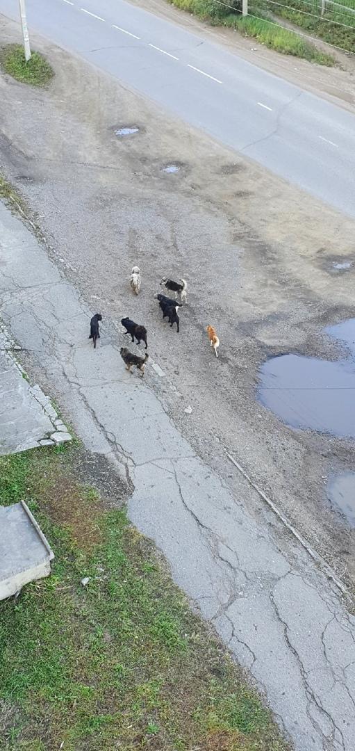 Жительница ГРЭС показала стаю бродячих собак, купающихся в луже возле дома