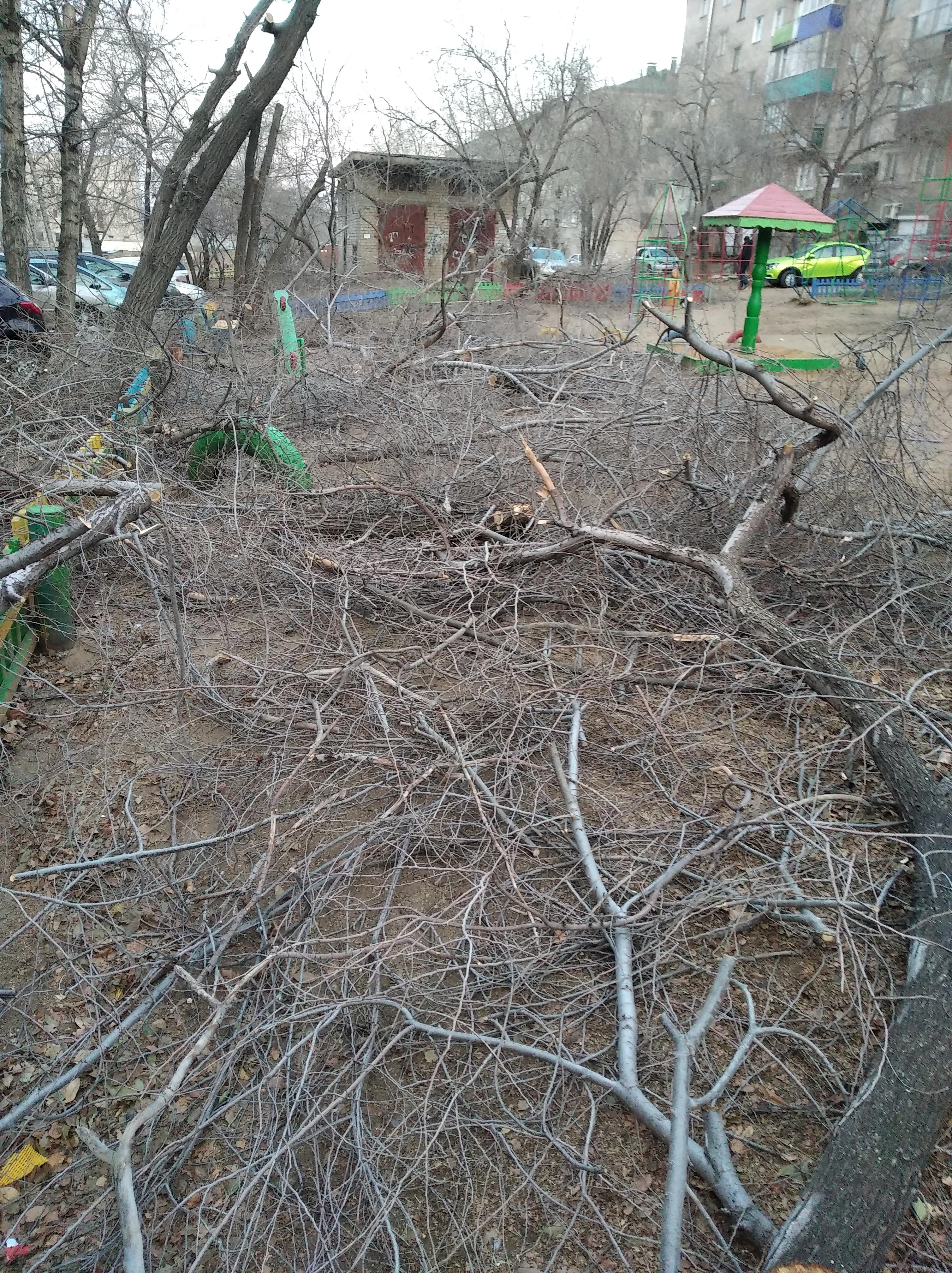 Читинцы вызвали полицию из-за «варварской» рубки деревьев во дворе многоэтажки