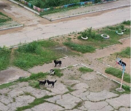 Жители пожаловались на стаю бездомных собак, захвативших детскую площадку и жилой двор в мкр. 9