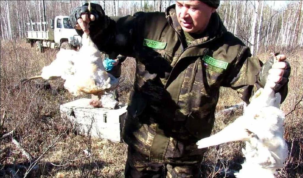 Лакомившуюся курятиной рысь поймали в Черемхово сотрудники нацпарка