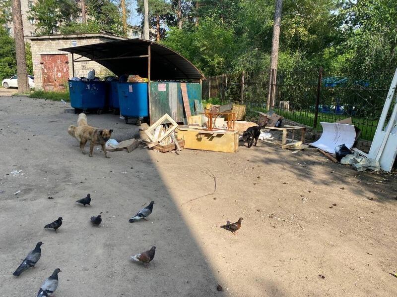 Собаки разносят свалку мусора на Кайдаловской по всему району