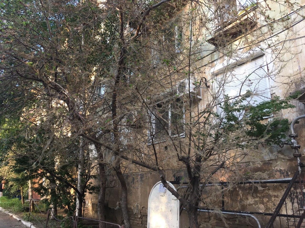 Жители дома на ул. Ленинградской в Чите пожаловались на затянутые паутиной деревья