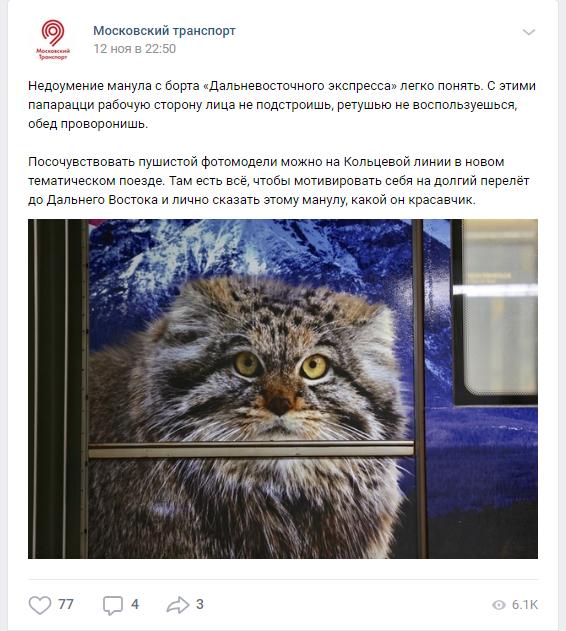 Забайкальский кот манул попал в «Дальневосточный экспресс» московского метро