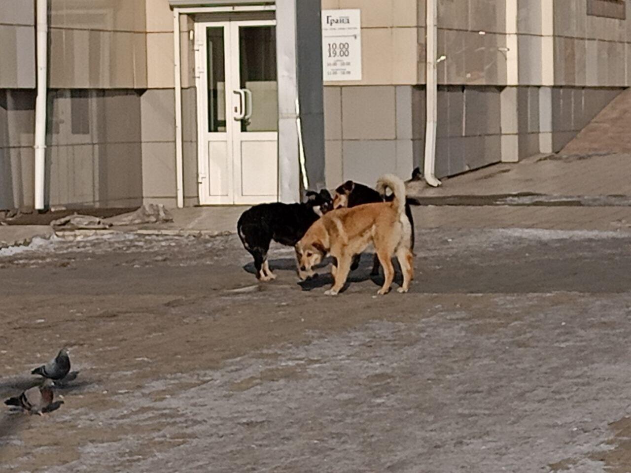 В Чите собаки сбиваются в стаи и пугают жителей города