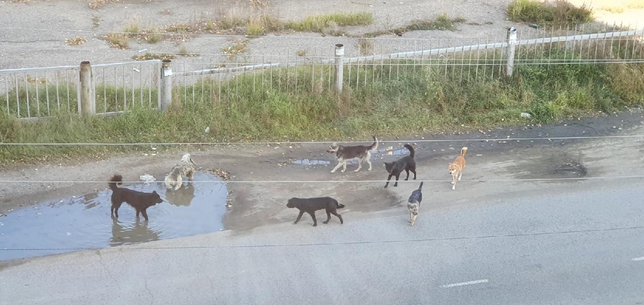 Жительница ГРЭС показала стаю бродячих собак, купающихся в луже возле дома