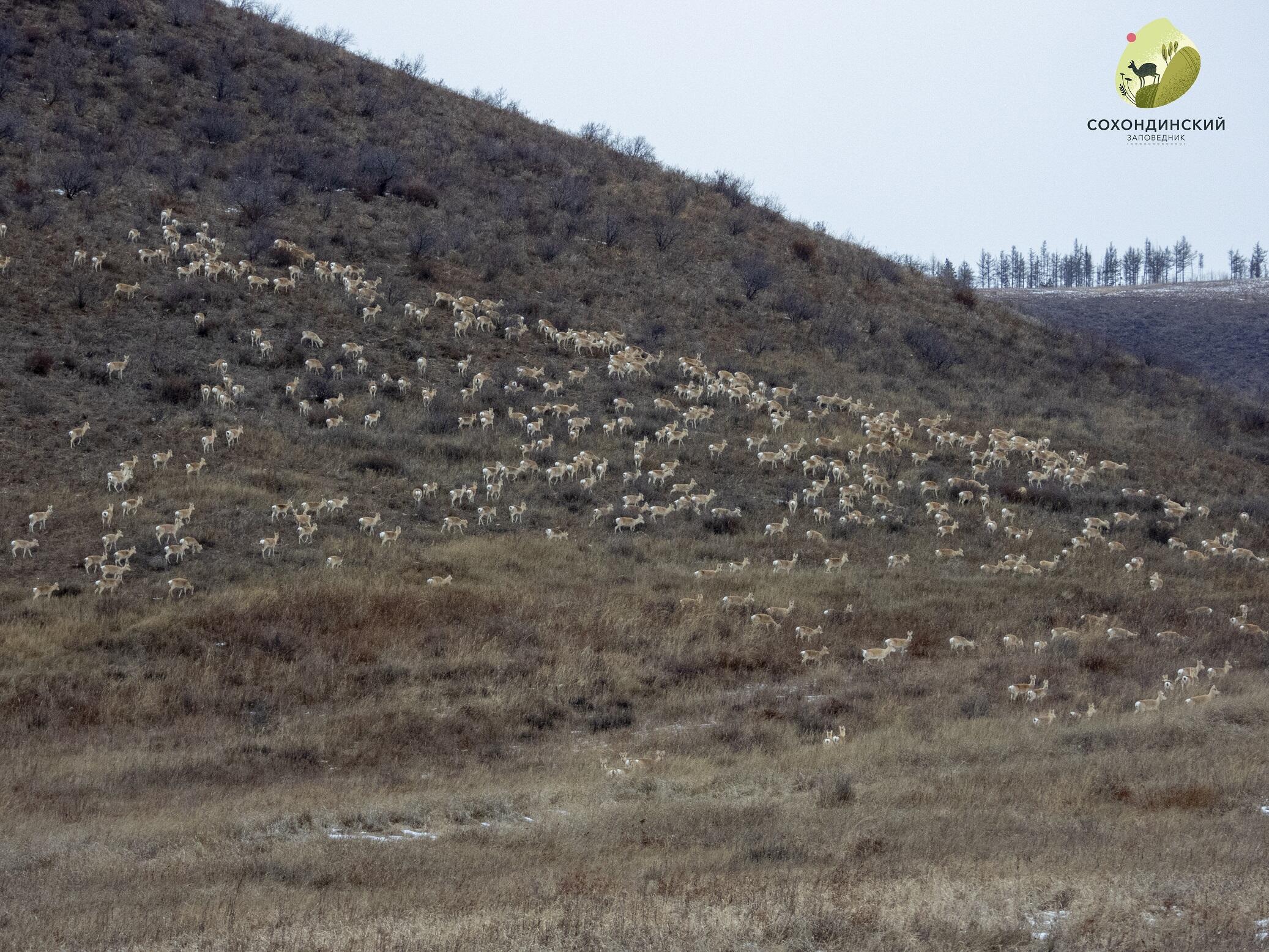 Дзерены начали мигрировать из Монголии в Забайкальский край