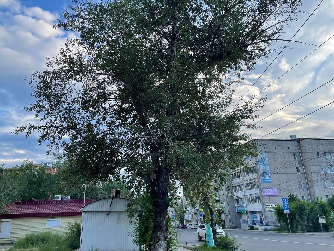 Ул тополей 2. Брянка Тополь 2. Два тополя на Центральном рынке Саранск. Большой Тополь в Бийске рядом Родник.