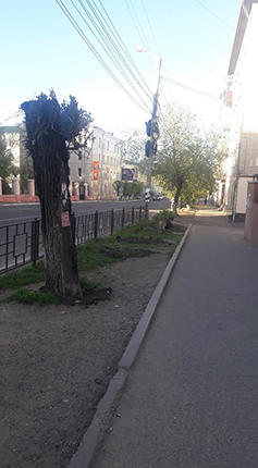 Тех, кто спилил дерево на перекрестке Ленинградская-Хабаровская в Чите, будет искать полиция
