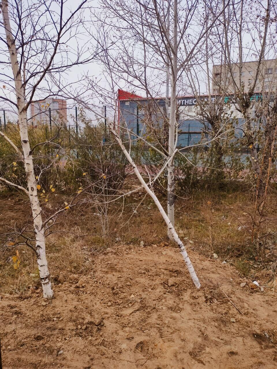 Читинцы высказали свое мнение о благоустроенном парке МЖК