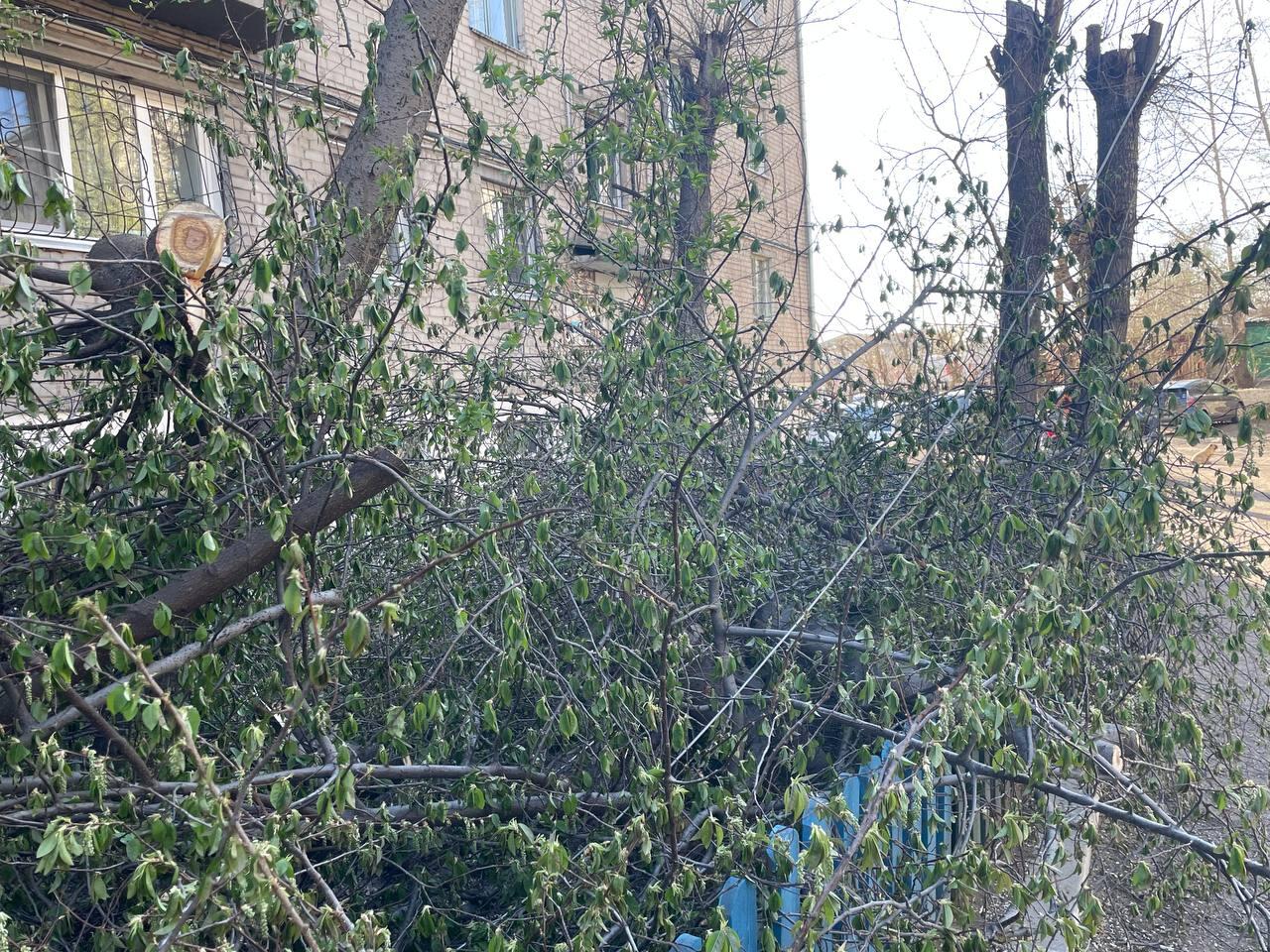 Провода повредили при обрезке деревьев в одном из дворов Читы