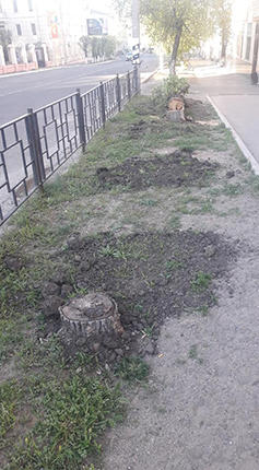 Тех, кто спилил дерево на перекрестке Ленинградская-Хабаровская в Чите, будет искать полиция