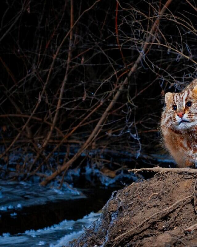 Фотоловушка засняла пугливого краснокнижного кота