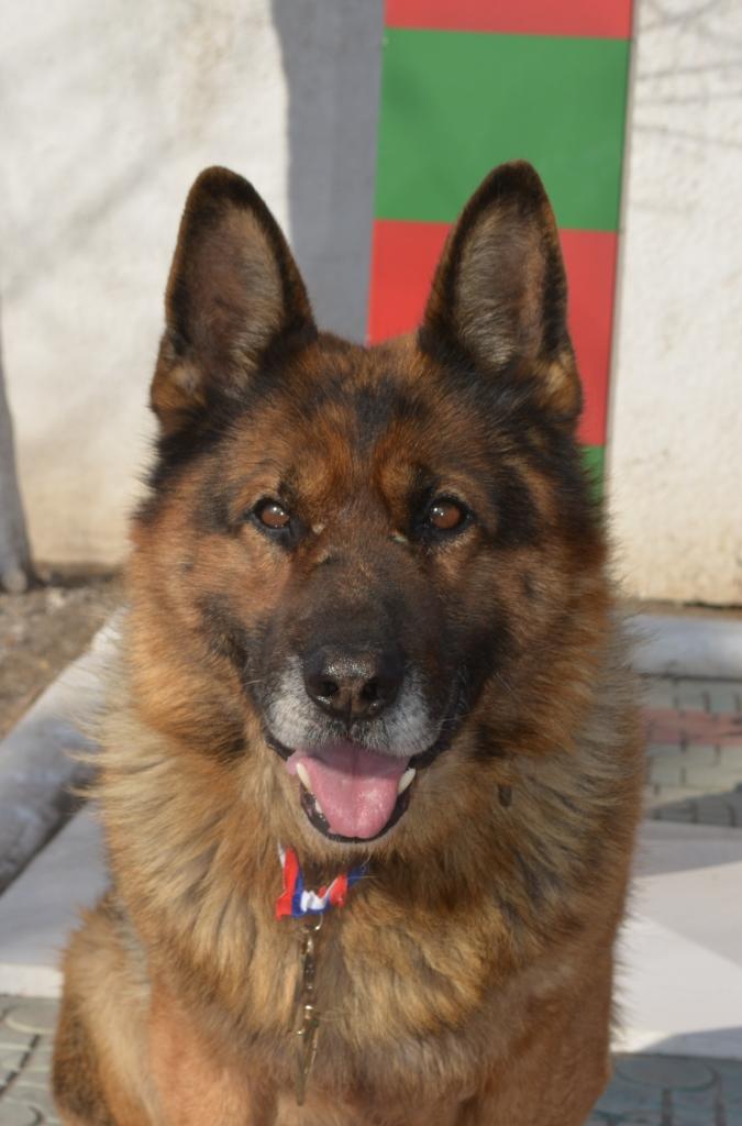 Пограничная собака Жом из Забайкалья признана лучшей в России