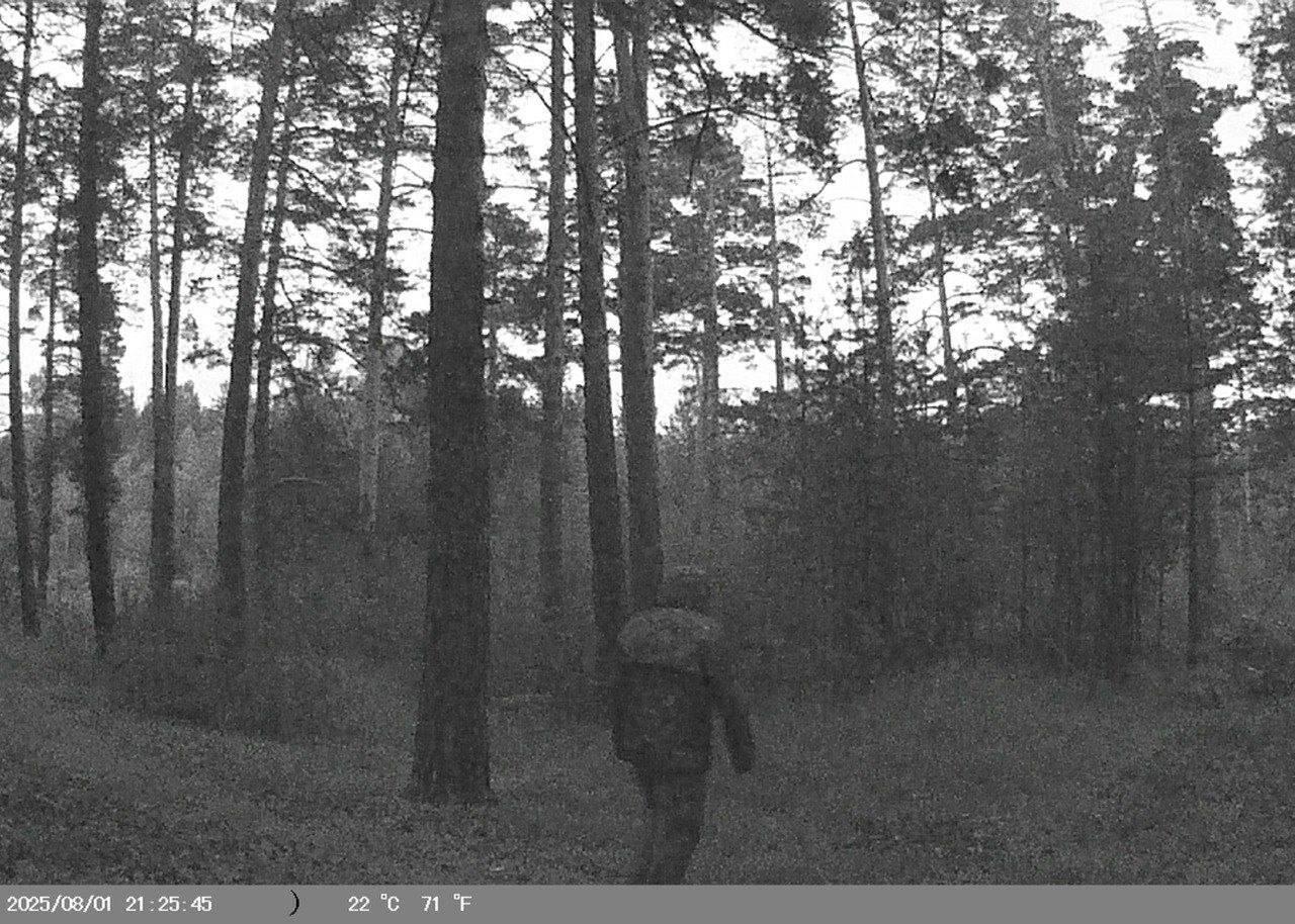 Фотоловушки начали устанавливать в читинском лесу