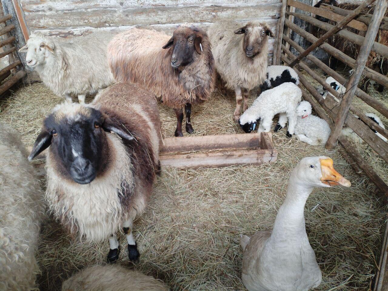 Гусь, считающий себя бараном, живёт на ферме в Забайкалье