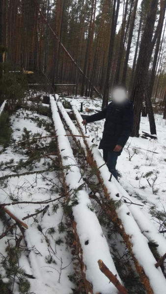 Двое «чёрных» лесорубов уничтожили лес на 900 тысяч рублей в Хилокском районе
