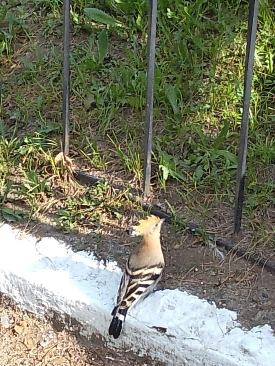 В парке Читы были замечены краснокнижные птицы