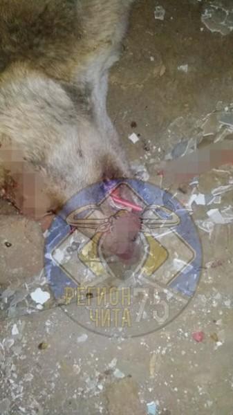Жительница рассказала о жестокой расправе над бездомной собакой в Новокручининске (18+)
