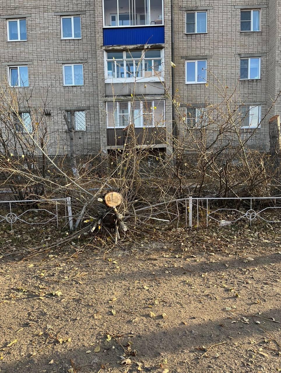 Улицы превращают в ужас»: читинцы об обрезке деревьев во дворах